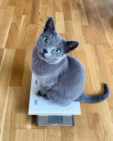 blu di russia gattini