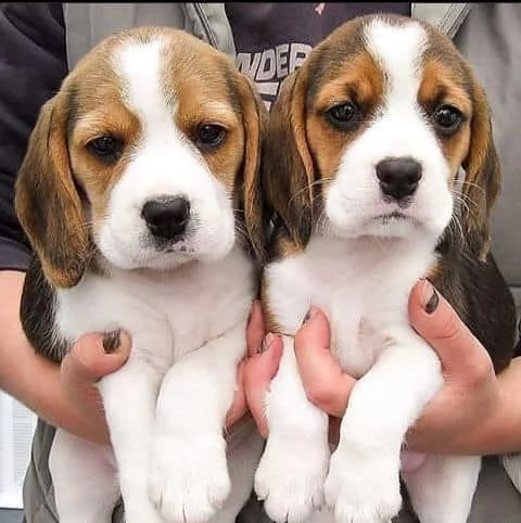 bellissimi cuccioli di beagle in adozione