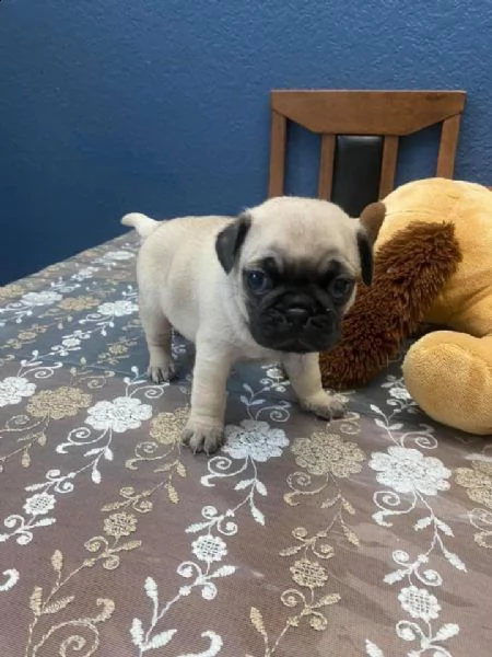 regalo cuccioli di carlino maschio e femmina per l'adozione