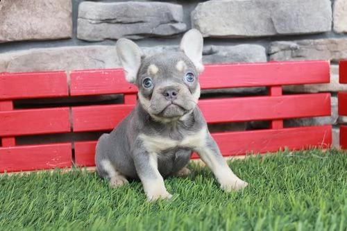 email : arwenbrades10[at]gmail[.com] cuccioli di bulldog francese siamo urgentemente alla ricerca di una 