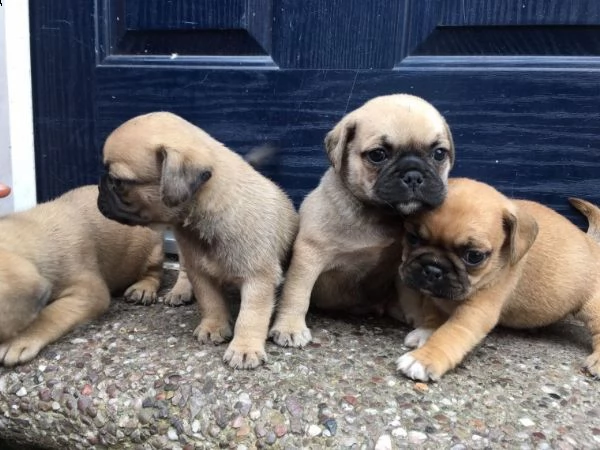 regalo cuccioli di carlino...