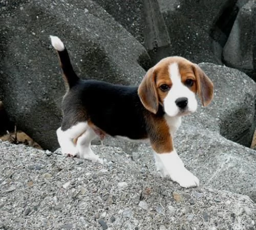  regalo beagle meravigliosi cuccioli di beagle ottima genealogia, gia vaccinati, sverminati e microc