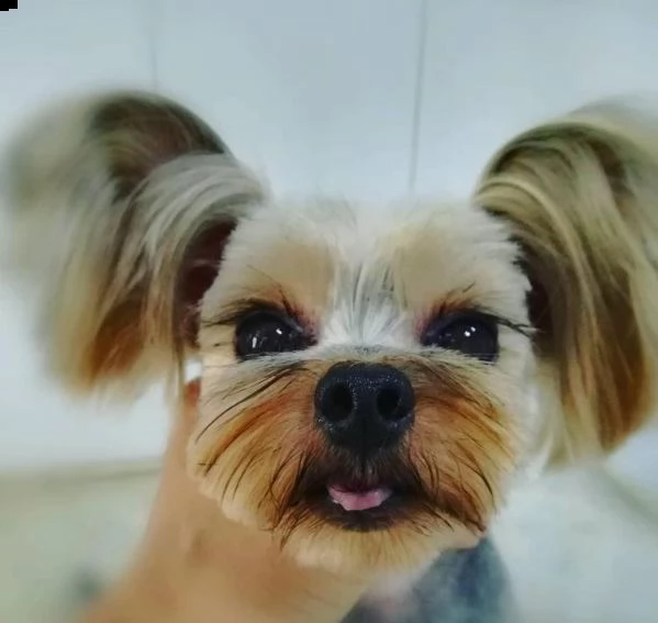  regalo cuccioli di yorkie bellissimi cuccioli vengono consegnati con vaccinazioni, sverminati, micr