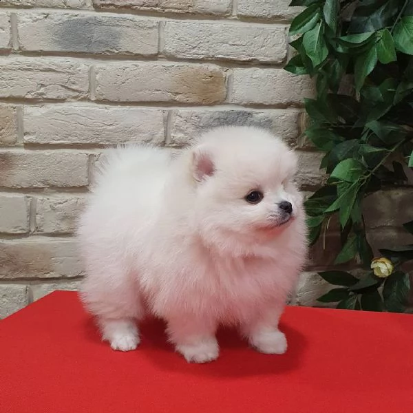 fischio di pomerania | Foto 2