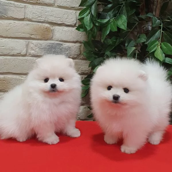 fischio di pomerania