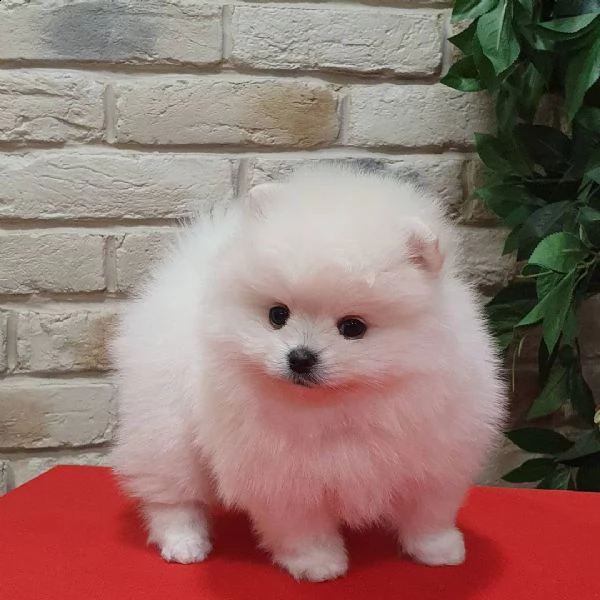 fischio di pomerania | Foto 1