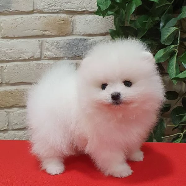 fischio di pomerania | Foto 0