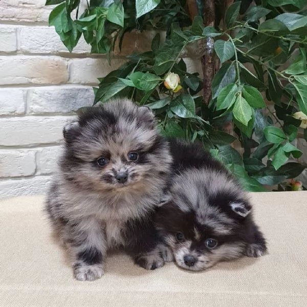 teddy bear faccia gli alunni di pomerania