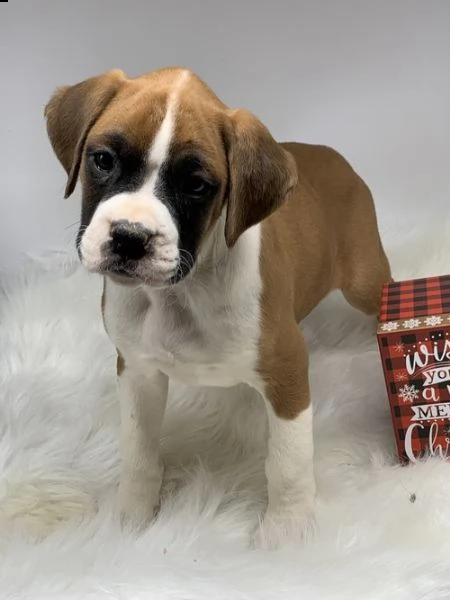 regalo estremamente carino cuccioli di boxer per l'adozione .