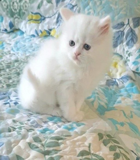 ultimo cucciolo di munchkin | Foto 0