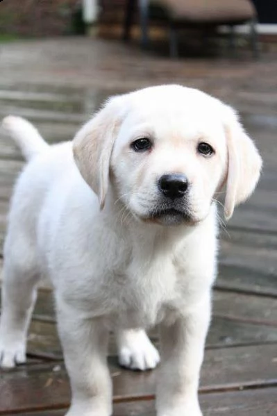 n anno, per maggiori dettagli contattare via e-mail..  regalo cuccioli labrador bellissimi cuccioli 