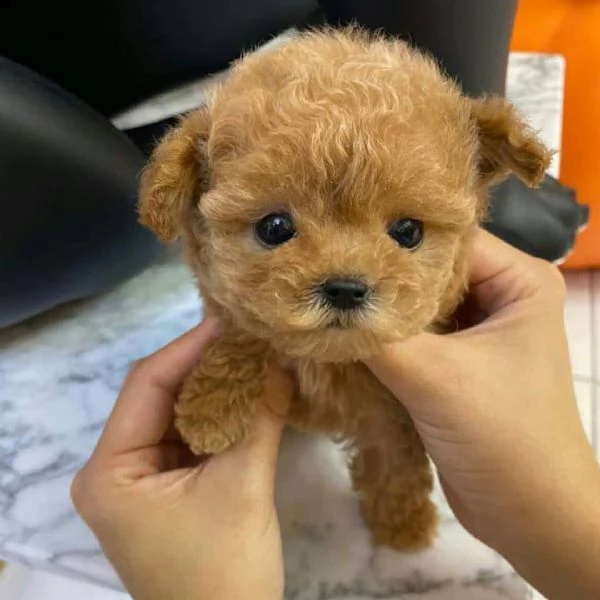   regalo abbiamo cuccioli di barboncino