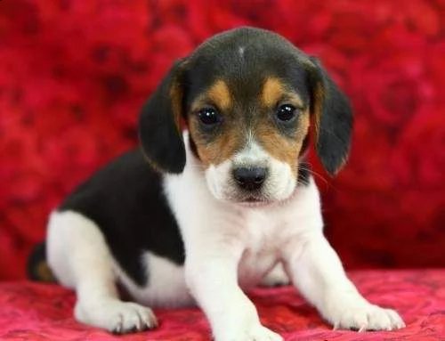 adorabili cuccioli di beagle