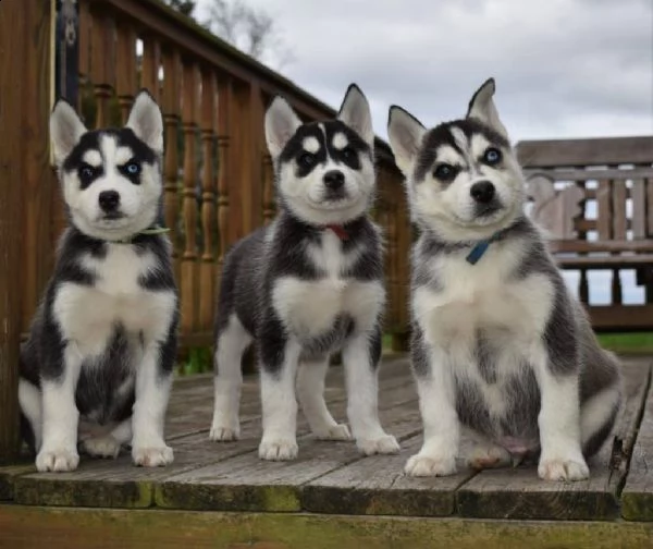 adorabile husky siberiano in cerca di una nuova casa