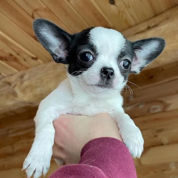 bellissimi cuccioli di chihuahua da reinserire in casa