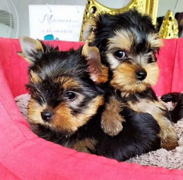 adorabili cuccioli di yorkshire terrier maschio e femmina