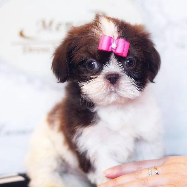 adorabili cuccioli di shih tzu maschi e femmine