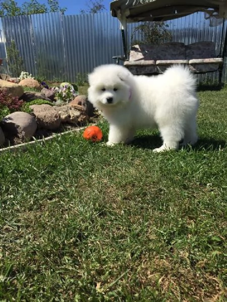adorabili cuccioli di samoiedo per l'adozione
