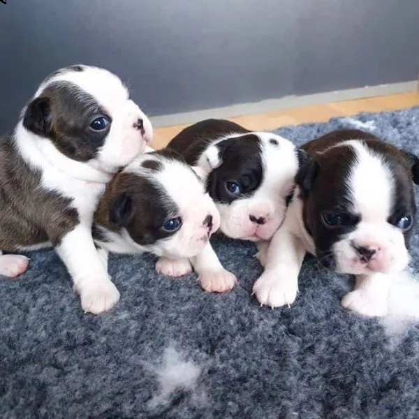 regalo adorabili cuccioli boston terrier femminucce e maschietti gratuita