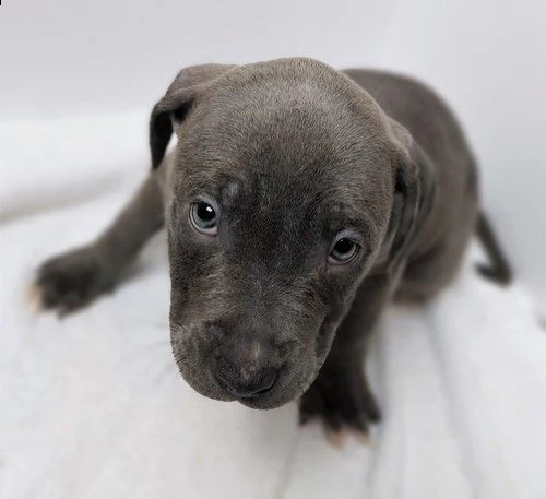 regalo bellissimi maschi e femmine pitbull cuccioli