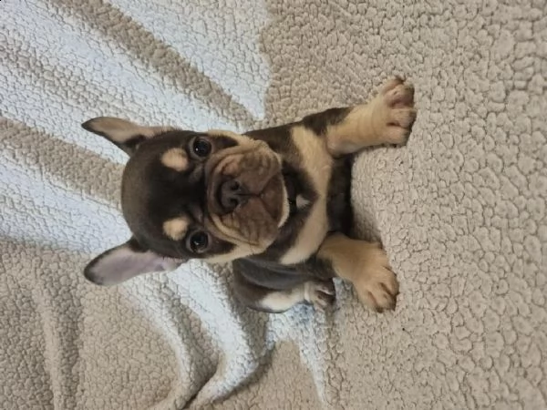 regalo cuccioli di bulldog frances 