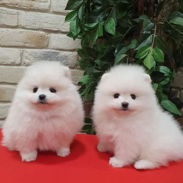 originale teddy face pomeranian boo babies