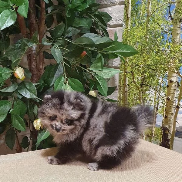 orjİnal pomeranİan boo | Foto 3