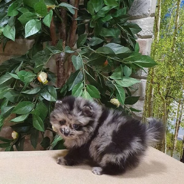 orjİnal pomeranİan boo | Foto 2