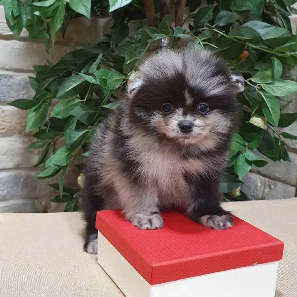 orjİnal pomeranİan boo | Foto 1