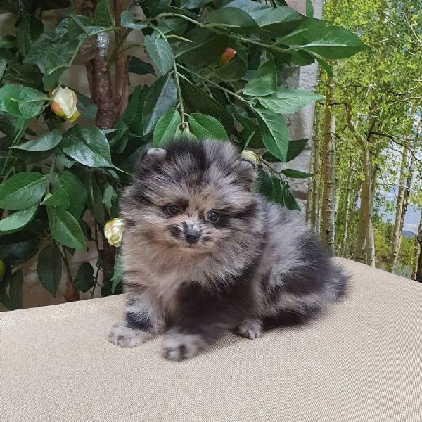 orjİnal pomeranİan boo | Foto 0