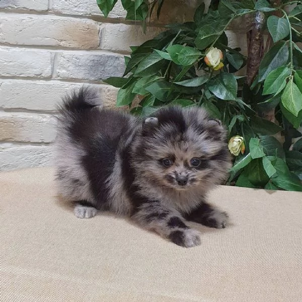 orjİnal pomeranİan boo