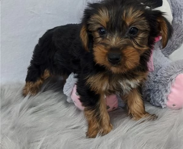 regalo yorkshire cuccioli meravigliosi ! 