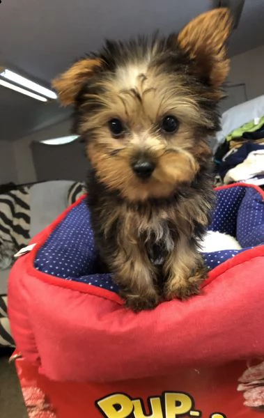 regalo yorkshire in ottima salute, da ottime origini cresciuto come una famiglia e socializzato, ora