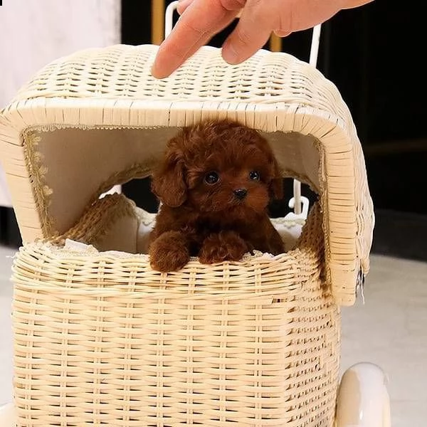 bellissimi cuccioli di chihuahua da reinserire in casa