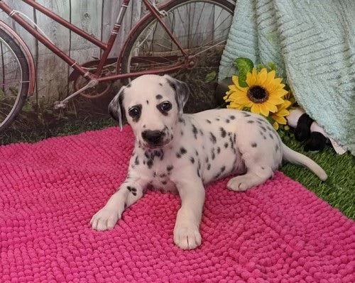 cuccioli dalmata per l'adozione