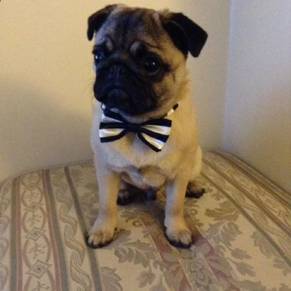 cuccioli di calino bellissimi cuccioli disponibili, carattere adorabile ,sono docili ed affettuosi,i