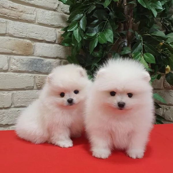 pomeranian boo | Foto 2