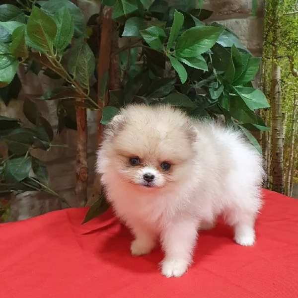 teddy face pomeranİan boo | Foto 3