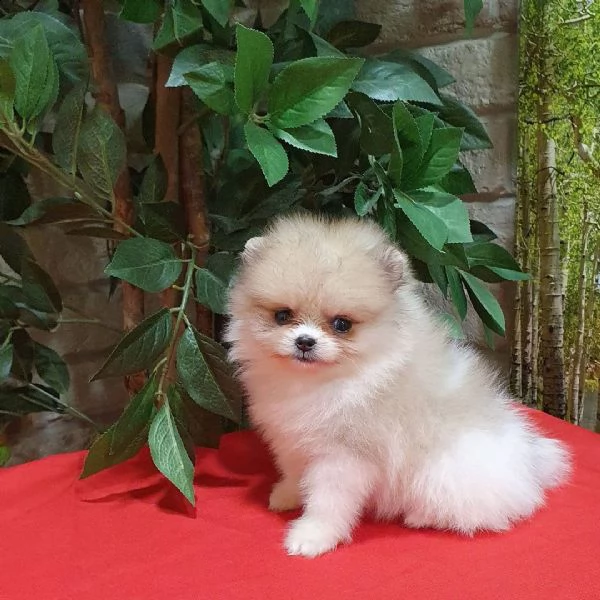 teddy face pomeranİan boo | Foto 2