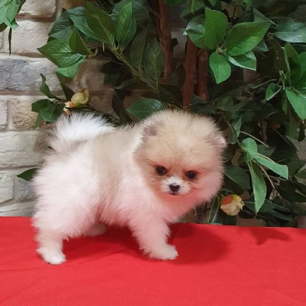 teddy face pomeranİan boo | Foto 0