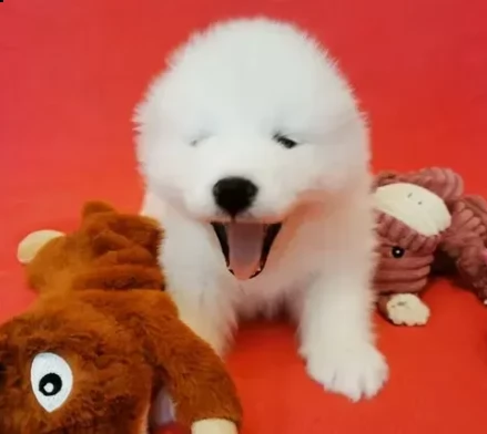 cuccioli di samoiedo di due mesi