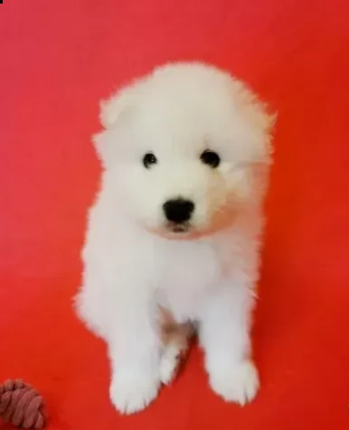 bellissimo samoiedo maschio e femmina