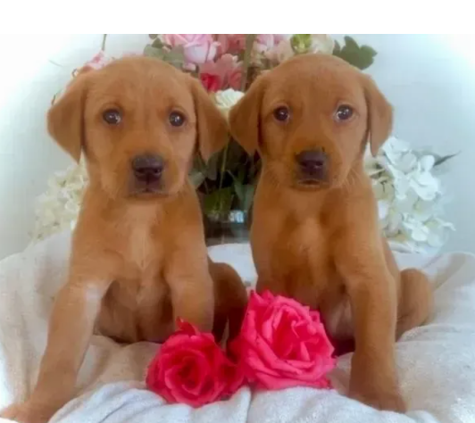 cucciolo di dolcissimio labrador chocolate | Foto 0
