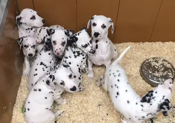 cuccioli di dalmata con pedegree