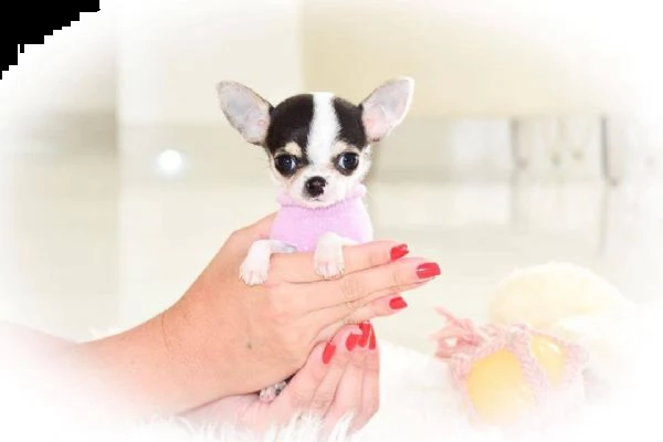 bellissimi cuccioli di chihuahua da reinserire in casa