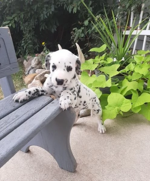 cuccioli dalmata per l'adozione