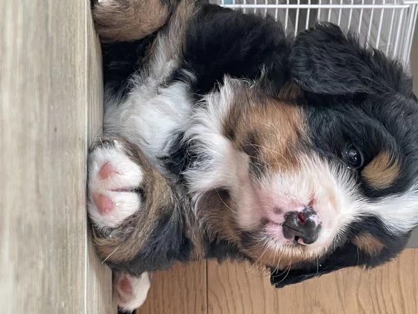 Cucciolo Bovaro del bernese 