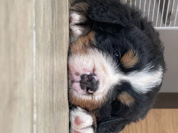 Cucciolo Bovaro del bernese  | Foto 1