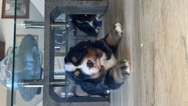 Cucciolo Bovaro del bernese  | Foto 0