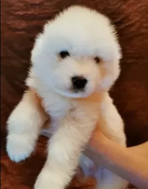 due bellissimi cuccioli di samoiedo